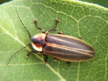 Adult Firefly - Photuris lucicrescens